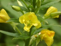 Энотера двулетняя – Oenothera biennis L.