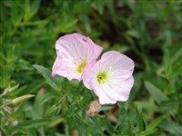 Энотера красивая – Oenothera speciosa Nutt.