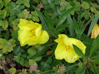 Энотера крупноплодная, миссурийская – Oenothera macrocarpa Nutt. (1)