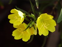 Энотера кустарниковая, линейная – Oenothera fructicosa L. (1)