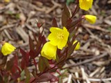 Энотера кустарниковая, линейная – Oenothera fructicosa L. (2)