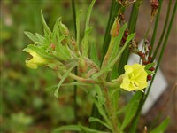 Энотера рассеченная, выемчатая – Oenothera laciniata Hill.