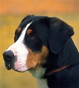 Энтельбух-зенненхунд