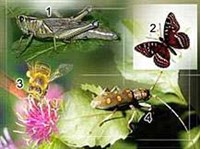 Энтомология