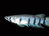 Эпиплятис дагета (Epiplatys dageti)