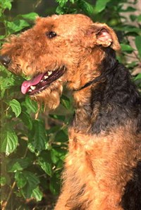 Эрдельтерьер