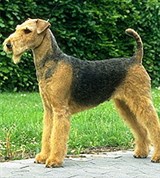 Эрдельтерьер (2)