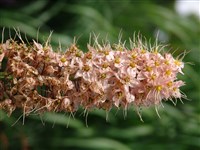 Эремурус Ольги – Eremurus olgae Regel