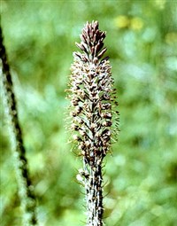 Эремурус Рейгеля