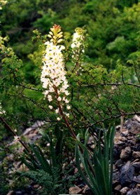 Эремурус млечноцветковый – Eremurus lactiflorus O.Fedtch.