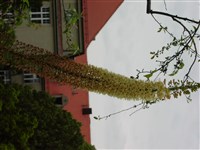 Эремурус мощный – Eremurus robustus Regel.