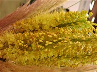 Эремурус представительный – Eremurus spectabilis Bieb.