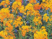 Эризимум Аллиони, желтушник Аллиони, хейрантус Аллиони – Erysimum x allionii hort.