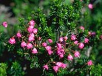 Эрика (куст)