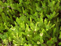 Эрика блуждающая, раскидистая – Erika vagans L.