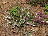 Эрика мясо-красная, травянистая, румяная – Erika carnea L.