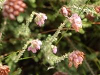 Эрика пепельно-серая – Erika cinerea L.