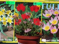 Эрика тетраликс, четырехмерная – Erika tetralix L.