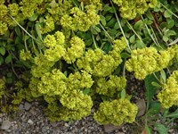 Эриогонум зонтичный – Eriogonum umbellatum Torr.
