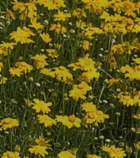 Эриофиллум шерстистый – Eriophyllum lanatum (Pursh) Forbes.