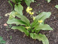 Эритрониум завернутый – Erythronium revolutum Smith.