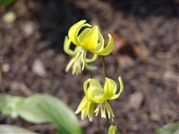 Эритрониум туоламнийский – Erythronium tuolumnense Applegate