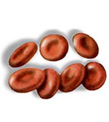 Эритроциты