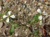 Эрука посевная, индау – Eruca sativa Mill. (1)