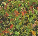 Эрука посевная, индау – Eruca sativa Mill. (2)