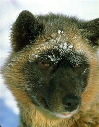 Эскимосская лайка (1)