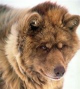 Эскимосская лайка (2)