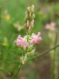 Эспарцет горошколистный – Onobrychis vicifolia Scop. (1)