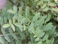 Эспарцет петушья голова – Onobrychis caput-galli (L.) Lam. (1)