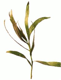 Эстрагон [кулинария]