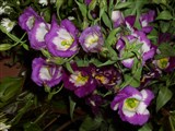 Эустома крупноцветковая, лизиантус крупноцветковый – Eustoma grandiflorum (Raf.) Shinn. (2)