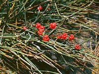 Эфедра (Эфедра двуколосковая)