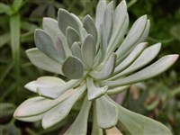 Эхеверия Хармса – Echeveria harmsii J.F.Macbr.