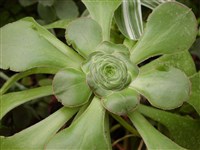 Эхеверия австралийская – Echeveria australis Rose.