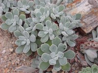 Эхеверия войлочноопушенная – Echeveria pulvinata Rose.