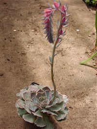 Эхеверия односторонняя – Echeveria secunda W.B.Booth.
