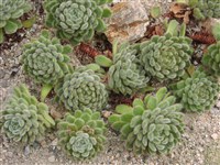 Эхеверия щетинистая – Echeveria setosa Rose et Purpus.