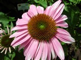 Эхинацея пурпурная, рудбекия пурпурная – Echinacea purpurea (L.) Moench. (2)