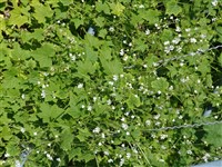 Эхинопепон Райта – Echinopepon wrightii (A.Gray) S.Wats.