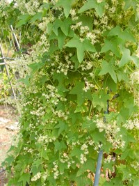 Эхиноцистис лопастный – Echinocystis lobata (Michx.) Torr.et A.Gray. (1)