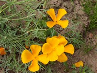 Эшшольция дернистая – Eschscholzia caespitosa Benth.