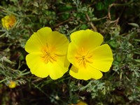 Эшшольция калифорнийская, калифорнийский мак (мачок) – Eschscholzia californica Cham.