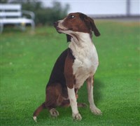 ЮГОСЛАВСКАЯ ТРЕХЦВЕТНАЯ ГОНЧАЯ