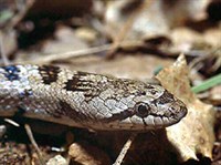 ЮЖНАЯ МЕДЯНКА (голова)