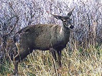 ЮЖНОАНДСКИЙ ОЛЕНЬ (самка)