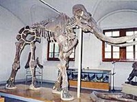 ЮЖНЫЙ СЛОН (скелет)